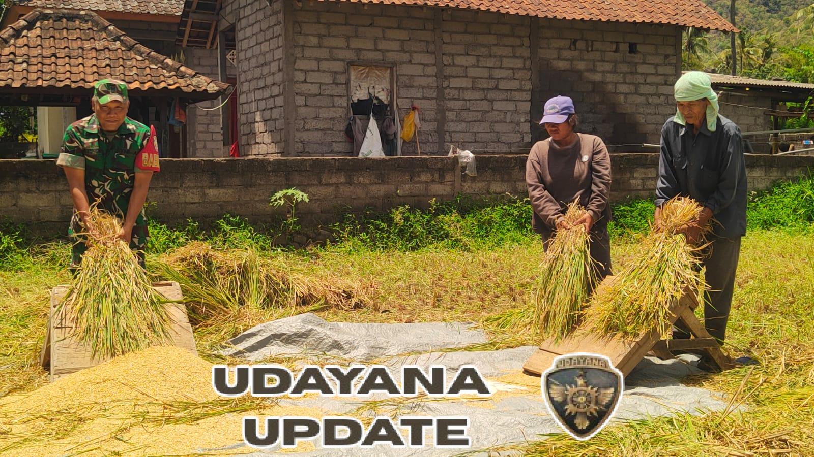 Demi Ketahanan Pangan Nasional, Babinsa Buleleng Ingatkan Petani Pertahankan Sawah di Tengah Kendala Irigasi Musim Kemarau