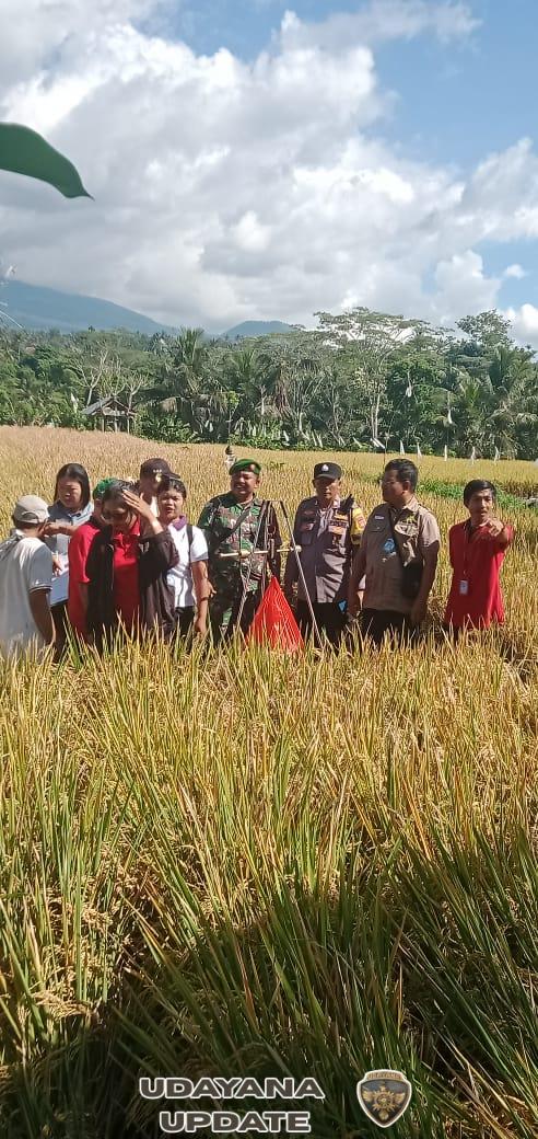 Babinsa Koramil 1623-07/Bebandem Dampingi Petani Pengambilan Ubinan Padi. Babinsa Macang Bersama PPL Dampingi Petani Ubinan Padi di Desa Binaan. Dukung Ketahanan Pangan, Babinsa Melaksanakan Melaksanakan Pengambilan Ubinan Padi. Sukseskan Ketahanan Pangan, Babinsa Melaksanakan Ubinan Panen Padi Bersama Penyuluhan Pertanian, Babinsa Macang Lakukan Ubinan Padi. Karangasem – Babinsa Desa Macang Koramil 1623-07/Bebandem Pelda I Gede Bagia Oka Mahendra bersama Bhabinkamtibmas membantu BPK dan PPL melaksanakan pengambilan ubinan padi di area Pesawahan Subak Macang Desa Macang, Kec. Bebandem, Kab. Karangasem. Jumat (07/11/25). Pada kegiatan tersebut Dinas Pertanian JF. I Wayan Degdeg S.p bersama staf turun langsung untuk melakukan pengambilan ubinan padi. I Wayan Degdeg S.p menerangkan, pengambilan ubinan merupakan salah satu cara memprediksi jumlah produksi padi yang masih ada di lahan melalui penentuan sampel, pengukuran dan penimbangan. Pengambilan ubinan ini ada tahapan-tahapan yang harus dilalui oleh siapa saja yang akan ingin menghitung potensi hasil tanamannya. Kegiatan Ubinan dilaksanakan dengan pencatatan terhadap pengambilan sampel tanaman padi dengan skala 2,5 m x 2,5 m untuk memprediksi hasil panen per hektar. Proses ini melibatkan pemilihan lokasi acak, pemotongan tanaman di petak sampel, penimbangan hasil panen, dan pencatatan. “Dalam memperkirakan produksi padi ada beberapa cara dan metode yang bisa dilakukan, namun yang biasa kita lakukan di wilayah ini adalah dengan metode ubinan,” terangnya. Sementara itu Pelda I Gede Bagia Oka Mahendra mengatakan, pendampingan ini merupakan bentuk dukungan TNI terhadap ketahanan pangan diwilayah. “Kehadiran kami juga untuk memberikan semangat kepada petani dan memastikan kegiatan berjalan aman dan lancar,” Katanya. Ditempat yang sama PPL Subak Macang Jero Ni Luh Supadmi, menyambut baik atas sinergi yang terjalin ini, ia berharap kerjasama ini akan terus berlanjut. “Dengan adanya kegiatan ini, tentunya kami lebih bersemangat dalam mengolah lahan dengan harapan hasil panen dapat meningkat,” ucapnya.