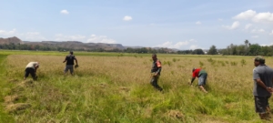 Babinsa Rindi Umalulu Dampingi Petani Panen Padi di Desa Patawang  Wujud Dukungan Hanpangan, Babinsa Koramil 02 Bantu Petani Panen Padi  Babinsa Sertu Syamsurijal Turun ke Sawah, Gotong Royong Panen Padi Bersama Warga  Sinergi TNI dan Petani, Babinsa Rindi Umalulu Dorong Ketahanan Pangan di Patawang  Babinsa Koramil 1601-02 Rindi Umalulu Aktif Dukung Hanpangan Lewat Panen Raya  NTT-Sumba Timur,Babinsa Koramil 1601-02/Rindi Umalulu, Kodim 1601/Sumba Timur,Sertu Syamsurijal, melaksanakan kegiatan pendampingan Ketahanan Pangan (Hanpangan) dengan turut membantu petani melakukan panen padi di Desa Patawang, Kecamatan Rindi Umalulu, Kabupaten Sumba Timur, pada Sabtu (08/11/2025).  Kehadiran Babinsa di tengah masyarakat merupakan bentuk nyata dukungan TNI AD dalam membantu meningkatkan kesejahteraan petani serta mendorong tercapainya program ketahanan pangan nasional di wilayah binaan.  Dalam kegiatan tersebut, Sertu Syamsurijal bersama para petani bahu membahu memanen padi di lahan sawah warga. Ia juga mengapresiasi semangat para petani yang tetap giat bekerja meskipun di tengah kondisi cuaca yang kurang menentu.  “Babinsa selalu siap mendampingi petani dari proses tanam hingga panen. Hal ini menjadi wujud nyata kepedulian TNI terhadap ketahanan pangan di wilayah,” ungkap Sertu Syamsurijal.  Kegiatan seperti ini diharapkan dapat mempererat hubungan silaturahmi antara Babinsa dan masyarakat, sekaligus memotivasi para petani untuk terus meningkatkan hasil produksi pertanian di wilayah Rindi Umalulu.  (Pendim 1601 ST)