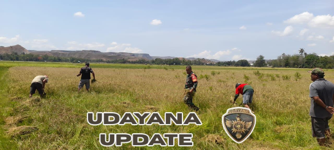 Babinsa Rindi Umalulu Dampingi Petani Panen Padi di Desa Patawang  Wujud Dukungan Hanpangan, Babinsa Koramil 02 Bantu Petani Panen Padi  Babinsa Sertu Syamsurijal Turun ke Sawah, Gotong Royong Panen Padi Bersama Warga  Sinergi TNI dan Petani, Babinsa Rindi Umalulu Dorong Ketahanan Pangan di Patawang  Babinsa Koramil 1601-02 Rindi Umalulu Aktif Dukung Hanpangan Lewat Panen Raya  NTT-Sumba Timur,Babinsa Koramil 1601-02/Rindi Umalulu, Kodim 1601/Sumba Timur,Sertu Syamsurijal, melaksanakan kegiatan pendampingan Ketahanan Pangan (Hanpangan) dengan turut membantu petani melakukan panen padi di Desa Patawang, Kecamatan Rindi Umalulu, Kabupaten Sumba Timur, pada Sabtu (08/11/2025).  Kehadiran Babinsa di tengah masyarakat merupakan bentuk nyata dukungan TNI AD dalam membantu meningkatkan kesejahteraan petani serta mendorong tercapainya program ketahanan pangan nasional di wilayah binaan.  Dalam kegiatan tersebut, Sertu Syamsurijal bersama para petani bahu membahu memanen padi di lahan sawah warga. Ia juga mengapresiasi semangat para petani yang tetap giat bekerja meskipun di tengah kondisi cuaca yang kurang menentu.  “Babinsa selalu siap mendampingi petani dari proses tanam hingga panen. Hal ini menjadi wujud nyata kepedulian TNI terhadap ketahanan pangan di wilayah,” ungkap Sertu Syamsurijal.  Kegiatan seperti ini diharapkan dapat mempererat hubungan silaturahmi antara Babinsa dan masyarakat, sekaligus memotivasi para petani untuk terus meningkatkan hasil produksi pertanian di wilayah Rindi Umalulu.  (Pendim 1601 ST)