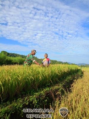 Sertu Rusni Turun ke Sawah, Dukung Ketahanan Pangan Lewat Pendampingan Petani