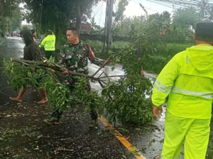 Pohon Tumbang Akibat Cuaca Ekstrem Tutup Akses Jalan Utama Denpasar-Singaraja