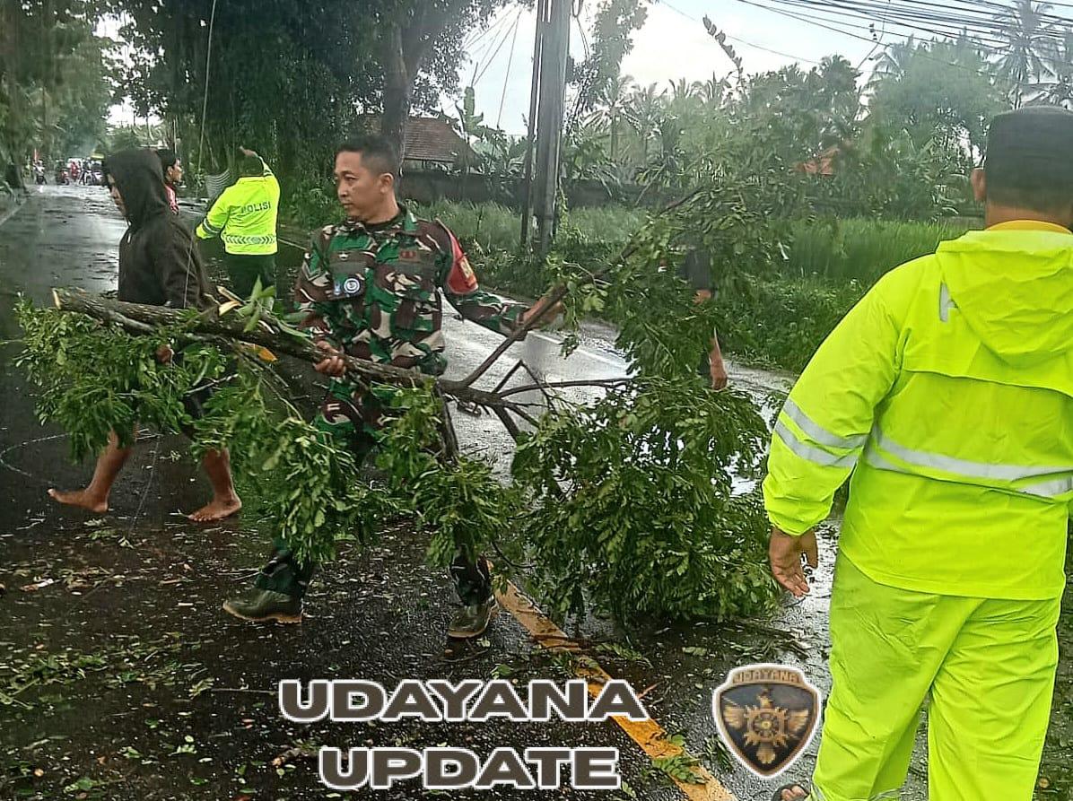 Pohon Tumbang Akibat Cuaca Ekstrem Tutup Akses Jalan Utama Denpasar-Singaraja