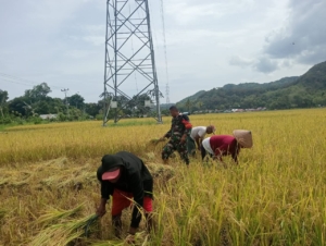 Babinsa Koramil Maurole Bantu Panen Padi dan Tingkatkan Komsos dengan Petani Desa Maurole
