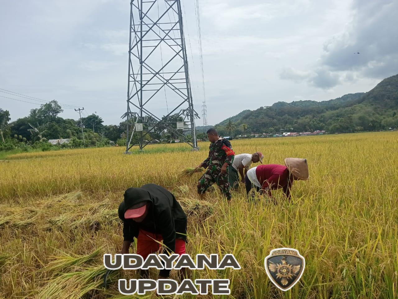 Babinsa Koramil Maurole Bantu Panen Padi dan Tingkatkan Komsos dengan Petani Desa Maurole