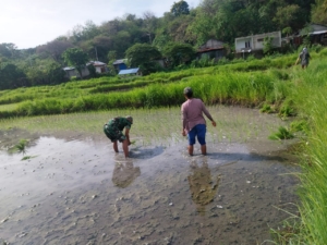Sinergi TNI dan Petani: Serka A. Malik Dampingi Warga Jaga Ketahanan Pangan di Lamba Leda