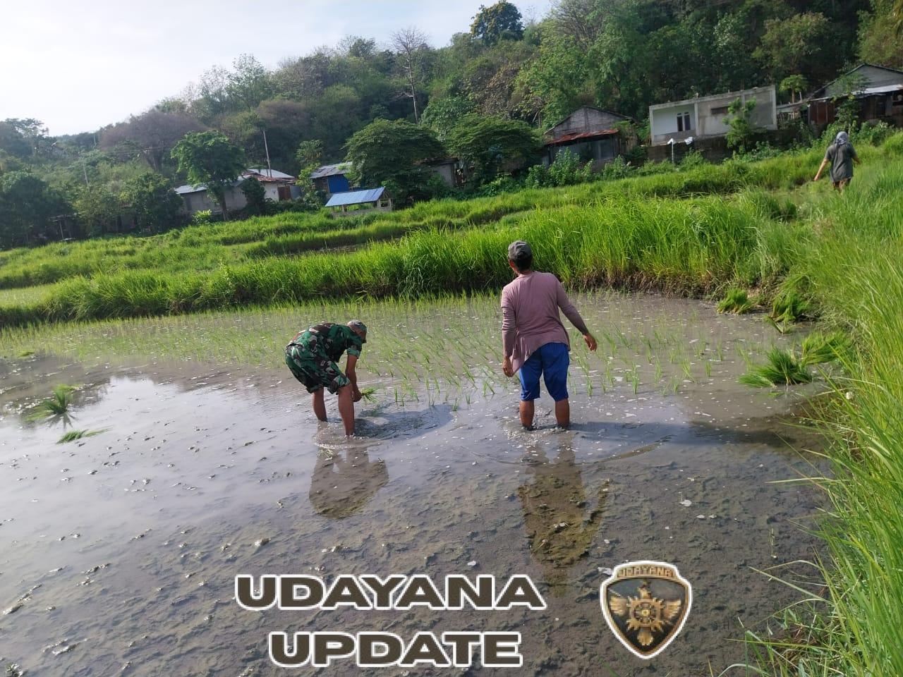 Sinergi TNI dan Petani: Serka A. Malik Dampingi Warga Jaga Ketahanan Pangan di Lamba Leda