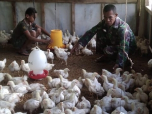 Dukung Ketahanan Pangan, Babinsa Loli Rawat Ternak Ayam Potong di Rumahnya