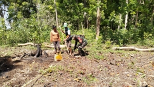 Kopda Ahmad Ajak Petani Liang Sola Kembangkan Tanaman Jahe Bernilai Ekonomi Tinggi