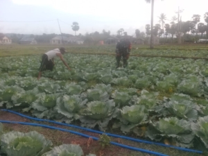 Babinsa Biut Dukung Ketahanan Pangan Lewat Pendampingan Petani Kol di Biboki Utara