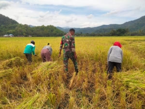 Babinsa Koramil Maurole Dampingi Warga Panen Padi, Sinergi TNI dan Petani Terjaga