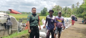 Babinsa Serda I Ketut Nur Merta Dampingi Panen Raya, Dukung Ketahanan Pangan di Desa Tukadaya