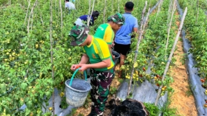 Wujud Kemanunggalan TNI dan Rakyat, Pos Lookeu Gelar Panen Tomat Melimpah di Belu