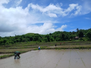 Pratu Denis Deru Peta Wujudkan Ketahanan Pangan Lewat Pendampingan Petani di Tabundung