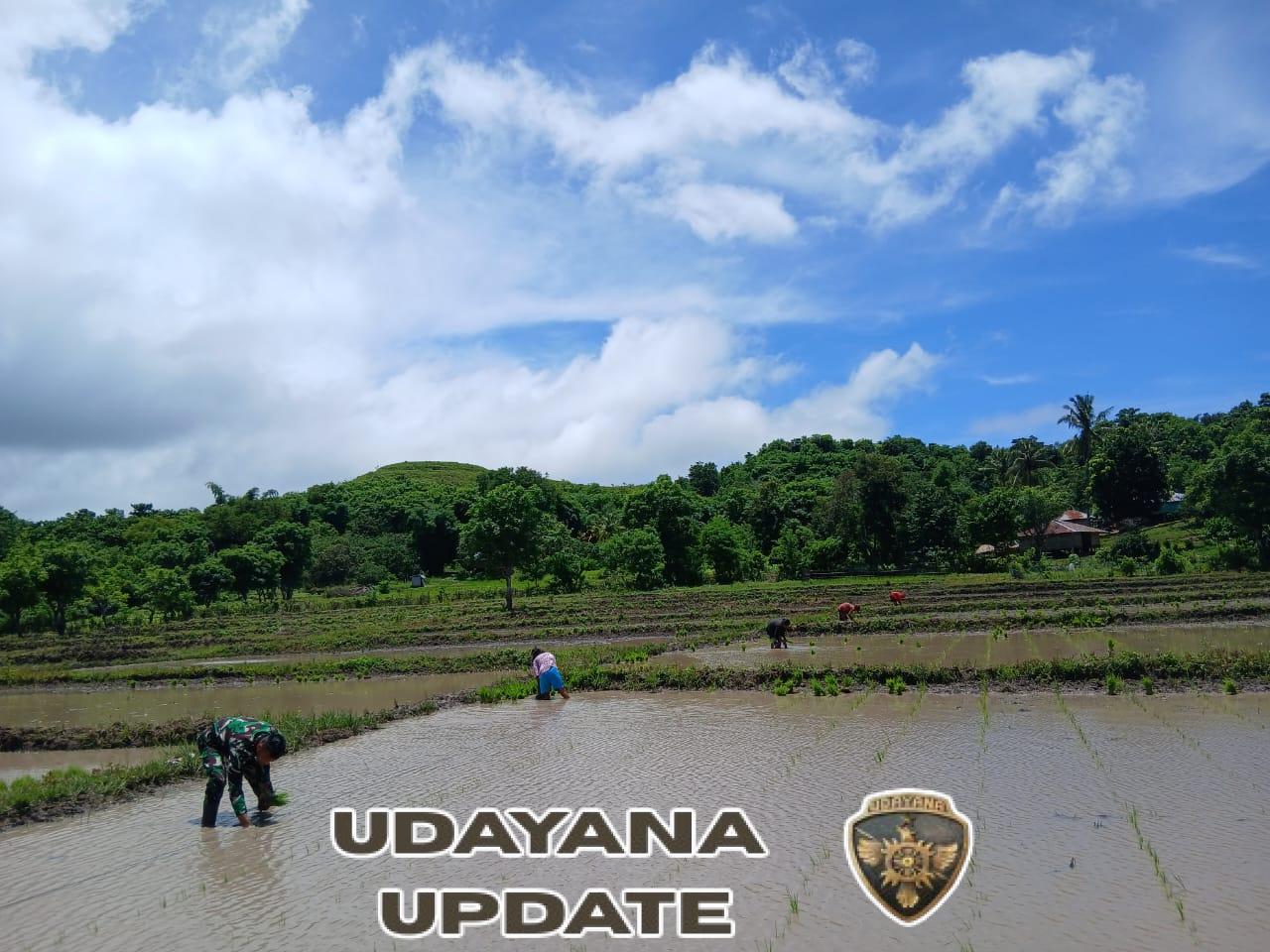 Pratu Denis Deru Peta Wujudkan Ketahanan Pangan Lewat Pendampingan Petani di Tabundung