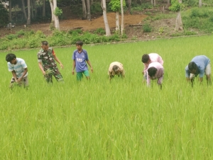 Muslih Dampingi Petani Desa Patiala Bawa Rawat Tanaman Padi