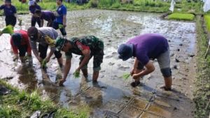 Sinergi Babinsa dan Petani, Percepat Luas Tambah Tanam Padi di Desa Bona