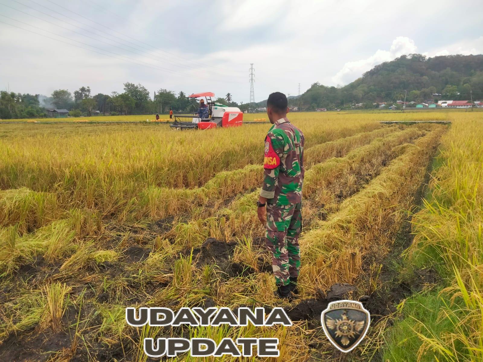 Babinsa Koramil Maurole Dampingi Kelompok Tani ‘Rasa Sayang’ Panen Padi di Desa Maurole