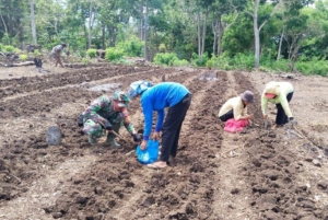 Tingkatkan Ketahanan Pangan, Koramil Lembor Dukung Petani Porang di Liang Sola