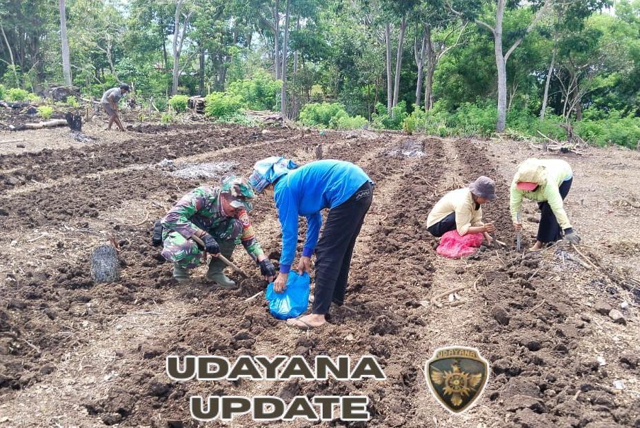 Tingkatkan Ketahanan Pangan, Koramil Lembor Dukung Petani Porang di Liang Sola