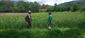 Sertu Ejiman Ajak Warga Desa Praingkareha Giat Bertani untuk Wujudkan Swasembada Pangan