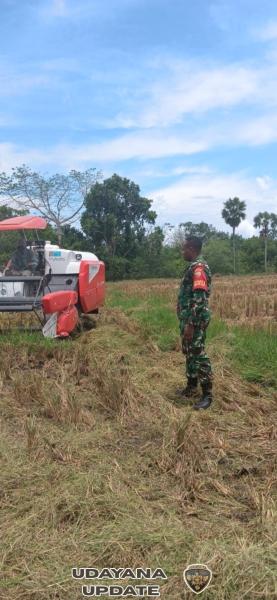 Babinsa Pahunga Lodu Dampingi Petani Panen Padi Gunakan Mesin Modern