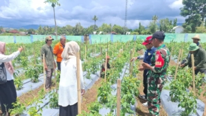 Babinsa Sekokat Dukung Petani Labangka Tingkatkan Produktivitas Lewat Sekolah Lapang Hortikultura