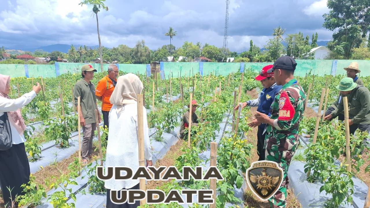 Babinsa Sekokat Dukung Petani Labangka Tingkatkan Produktivitas Lewat Sekolah Lapang Hortikultura
