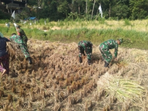 Dukung program ketahanan pangan, Anggota Koramil 1623-06/Selat bantu petani panen padi.