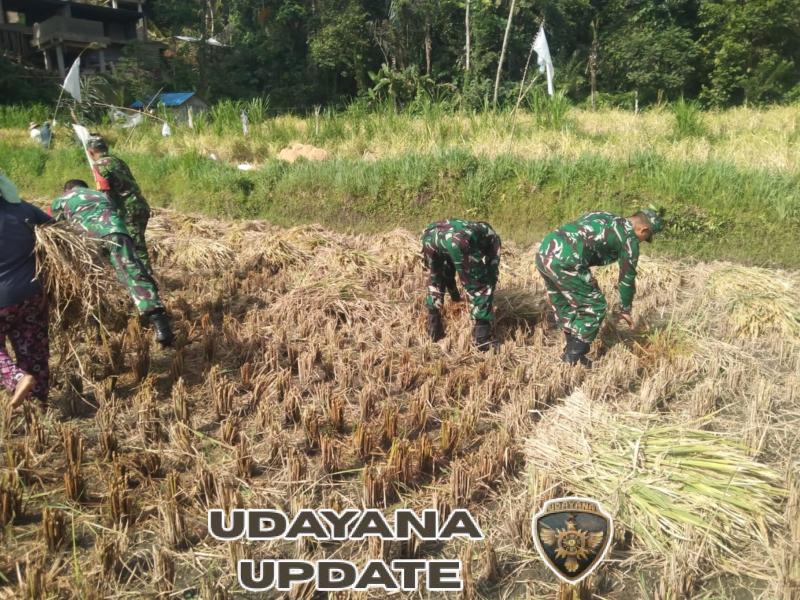 Dukung program ketahanan pangan, Anggota Koramil 1623-06/Selat bantu petani panen padi.