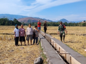 Babinsa Koramil 1602-04/Maurole Dampingi Petani Aewa Bangun Irigasi Sepanjang 342 Meter