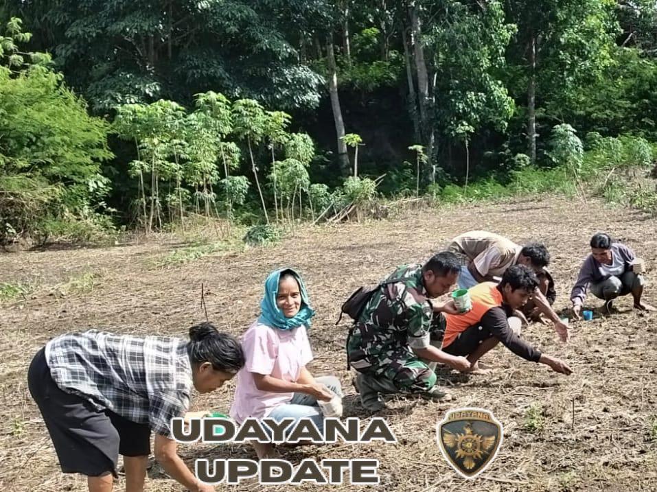 TNI dan Petani Kompak, Babinsa Walakaka Ikut Tanam Padi di Kecamatan Lamboya