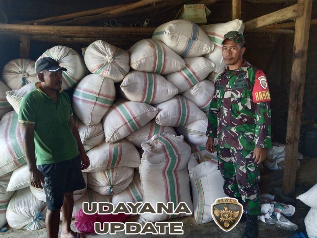 Langkah Nyata Babinsa Koramil 1612-02/Reok, Antara Ketahanan Beras dan Kehangatan Warga Desa Salama