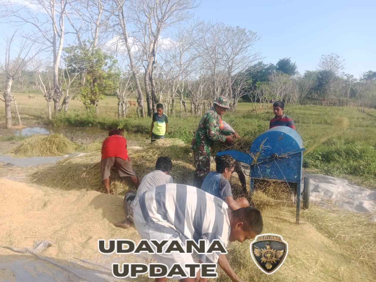 Babinsa Karera Dampingi Petani Panen Padi di Desa Tandula Jangga