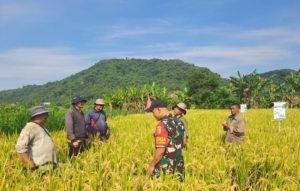 Dukung Dan Sukseskan Program Pemerintah Disektor Pertanian, Babinsa Dawan Klod Dampingi Pengubinan
