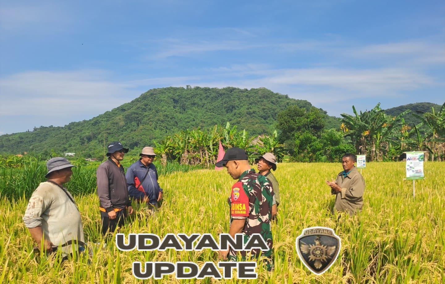 Dukung Dan Sukseskan Program Pemerintah Disektor Pertanian, Babinsa Dawan Klod Dampingi Pengubinan