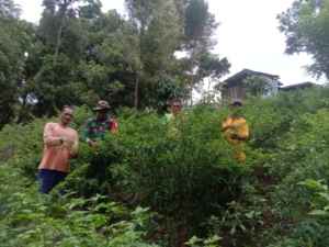 Turun Langsung ke Ladang, Babinsa Serda Lalu Bantu Petani Momol Panen Cabai