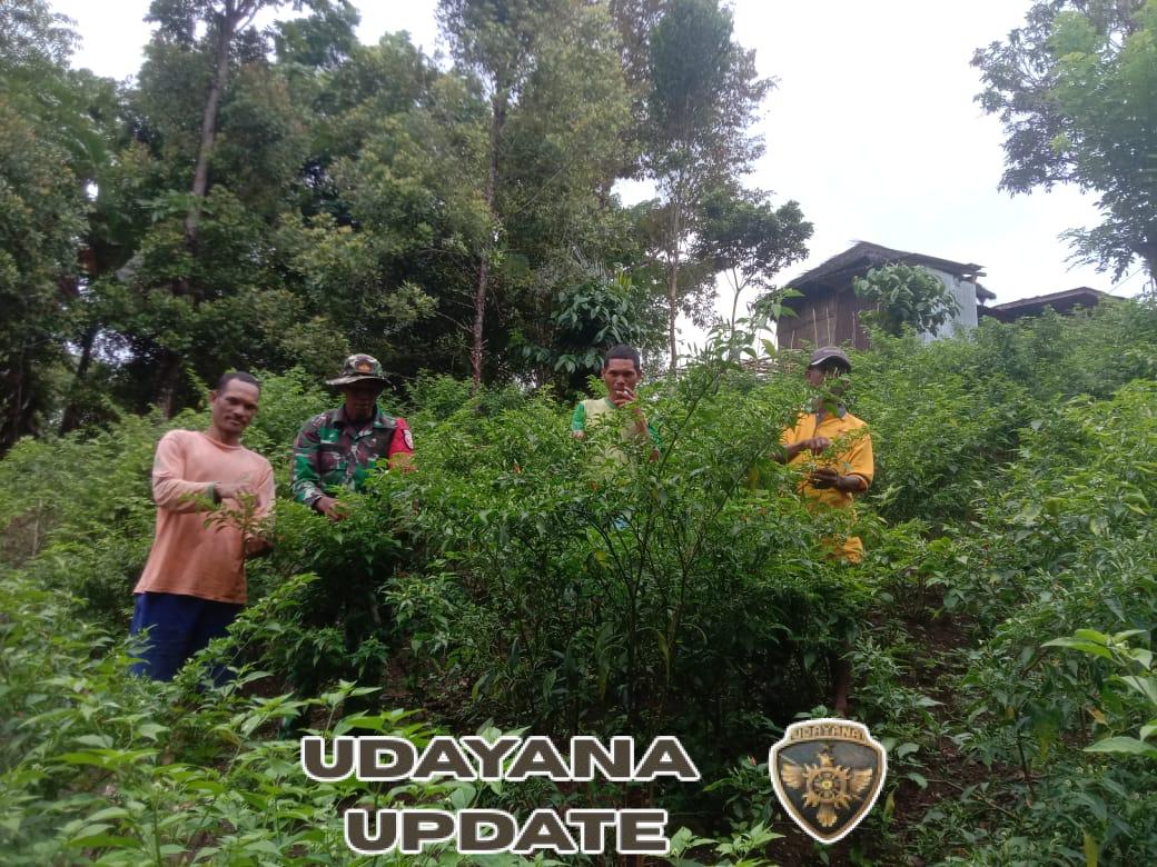 Turun Langsung ke Ladang, Babinsa Serda Lalu Bantu Petani Momol Panen Cabai