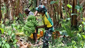 TNI–Rakyat Bersatu: Pos Motamasin Gelar Panen Pisang Bersama Warga
