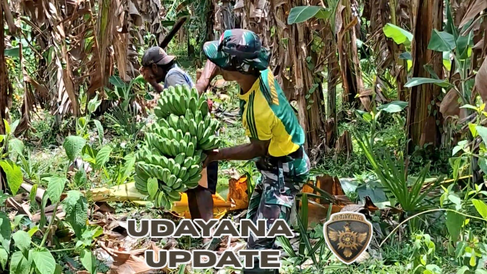 TNI–Rakyat Bersatu: Pos Motamasin Gelar Panen Pisang Bersama Warga