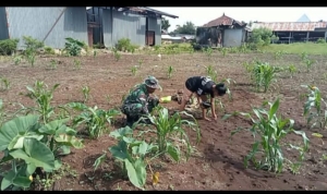 Dukung Ketahanan Pangan, Babinsa Koramil 1601-01/Lewa Dampingi Petani Tanam Padi Ladang