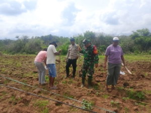 Tumbuhkan Semangat Kebersamaan, Babinsa Bersama Pemdes dan Warga Tanam Jagung