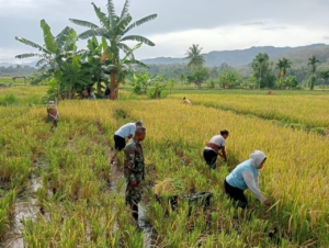 Pendampingan Babinsa Berhasil Sukseskan Panen Seluas 2 Hektare