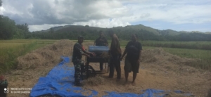 Babinsa Koramil 1602-04/Maurole Ikut Panen Padi Bersama Kelompok Tani di Desa Tou Timur