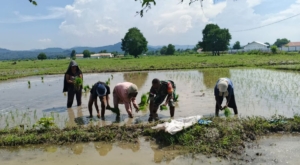 Tingkatkan Ketahanan Pangan, Babinsa Koramil 1618-06/Bian Bantu Petani Tanam Padi di TTU