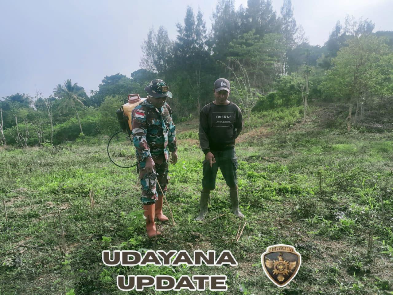 Tingkatan Produksi Pertanian, Serda Hironimus Kono Bantu Petani Basmi Gulma Persiapan Masa Tanam