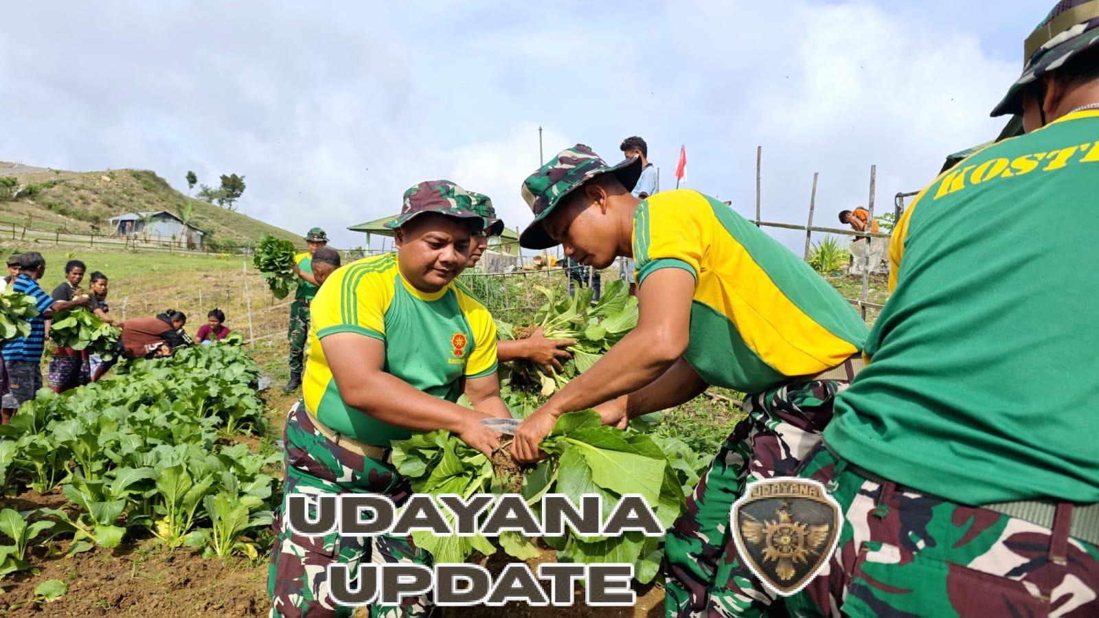 Pos Fohuk Satgas Pamtas Gelar Penyuluhan Hanpangan dan Panen Sayur Bersama Warga Piebulak