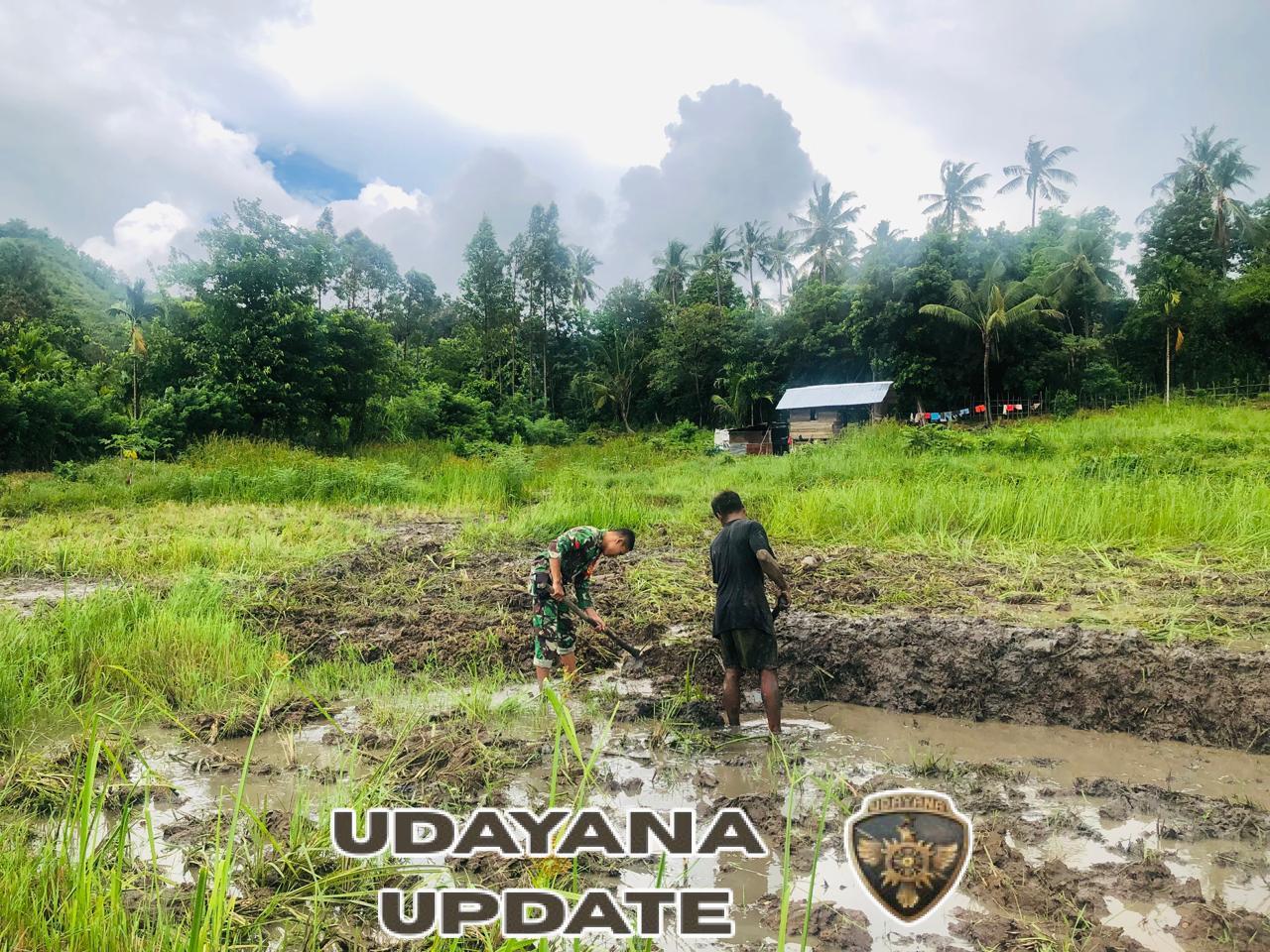 Pratu Hezron Wora Dampingi Petani Karera Siapkan Lahan Pertanian