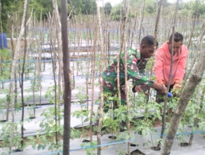 Kokoh kan Kemanunggalan TNI dan Rakyat, Satgaster Pos Fatubesi Bawah Lakukan Pendampingan Kepada Petani