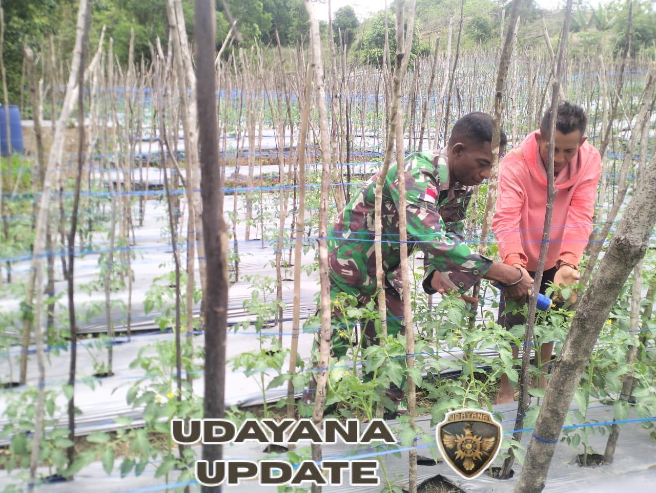 Kokoh kan Kemanunggalan TNI dan Rakyat, Satgaster Pos Fatubesi Bawah Lakukan Pendampingan Kepada Petani